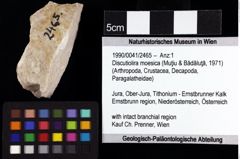 Foto (Objket + Etiketten) von Discutiolira moesica (Muţiu & Bădăluţă, 1971) 